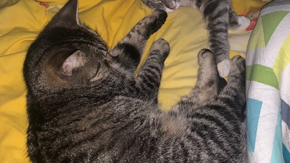 😻Воскресные мур-мяу-приветы из дома от котиков🏡