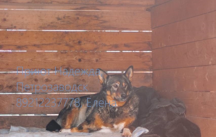 ЯРА. Наша пампушка ищет свою семью!