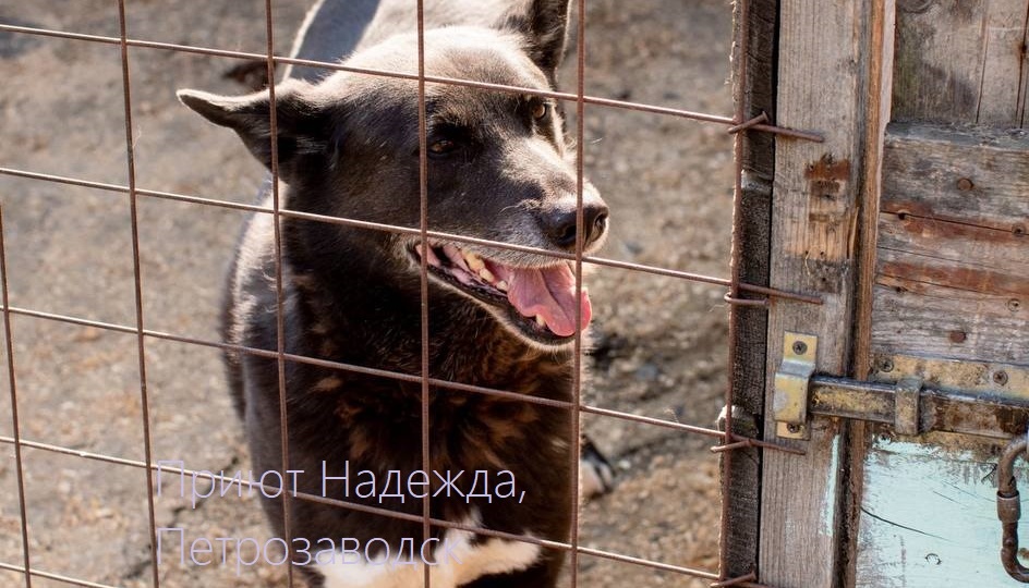 ЛАПА ИЩЕТ ДОМ!