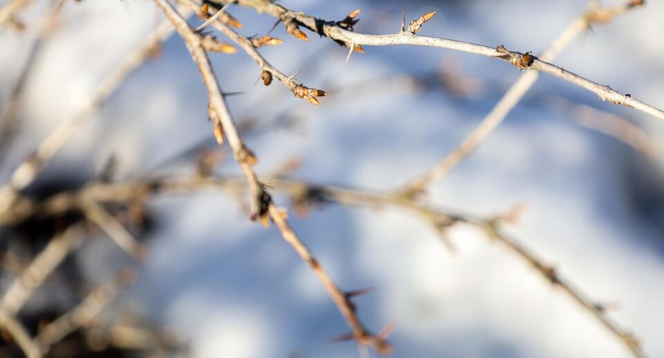    Elena Mayorova/Global Look Press / www.globallookpress.com