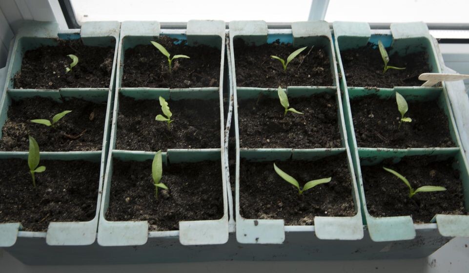    Nikolay Gyngazov/Global Look Press / www.globallookpress.com