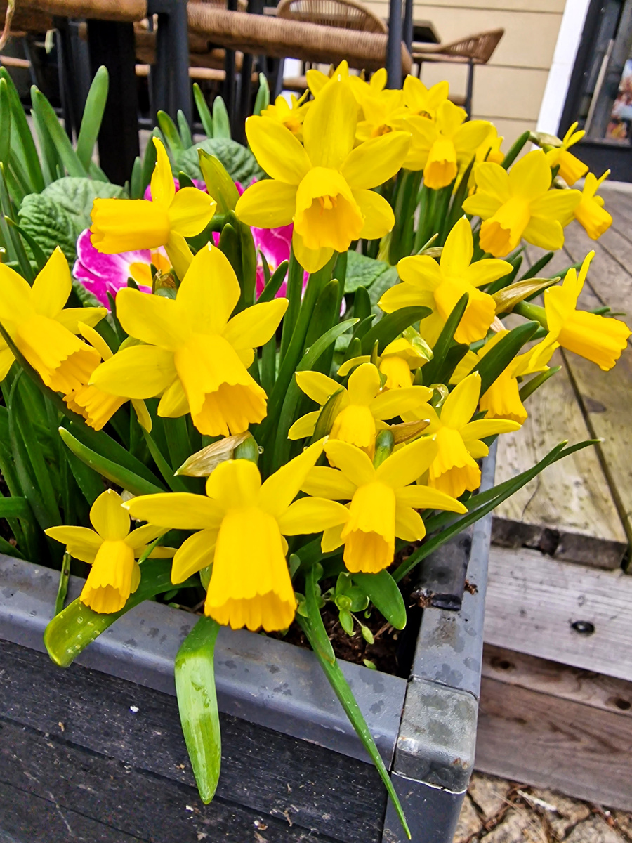 фото автора: нарциссы