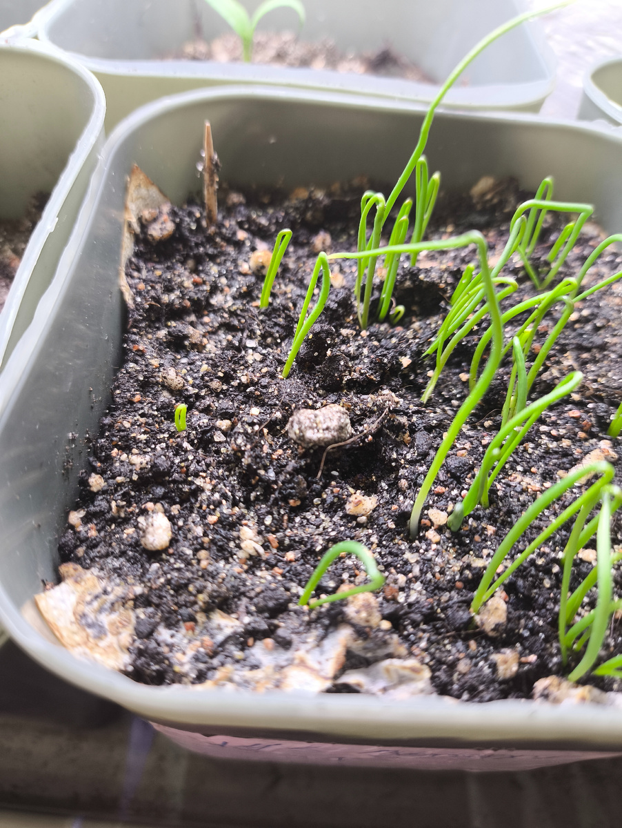 Вот он, красавчик , напротив зубочистки