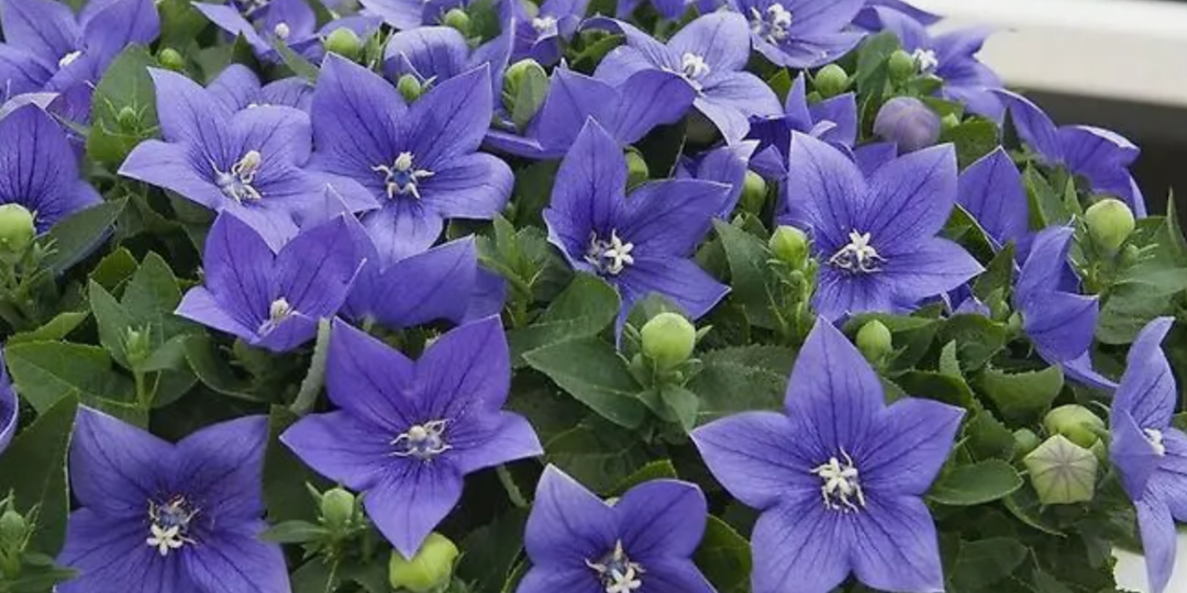 Только эти цветы посажу в 2026 году. 3 неприхотливых многолетника, которые растут практически без ухода