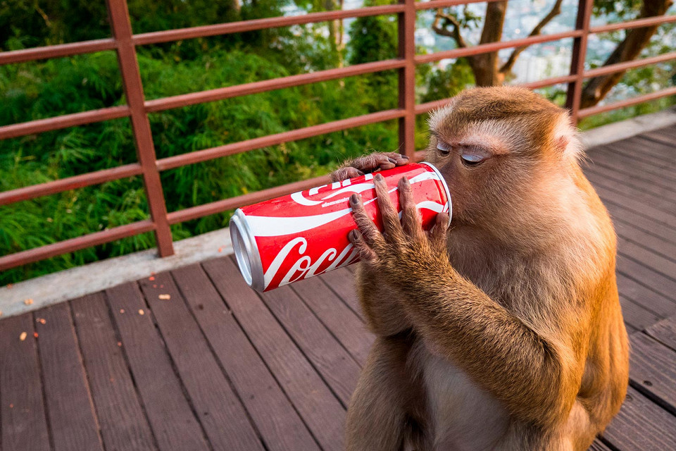 Boophuket, Shutterstock
