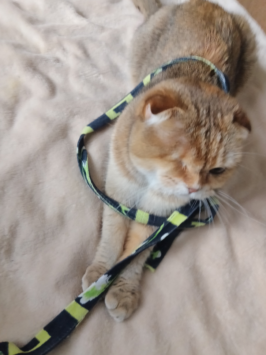 Это чуть раньше фотографировала. Она тогда ещё только училась. Сейчас у неё ещё лучше получается обматываться им