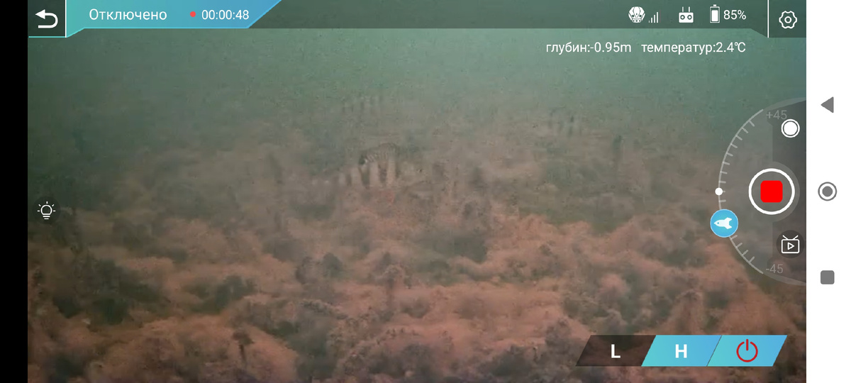 Вот такая стайка полосатиков