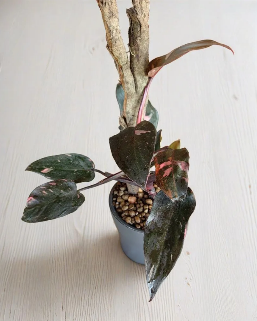 вот она, почившая Розовая Принцесса