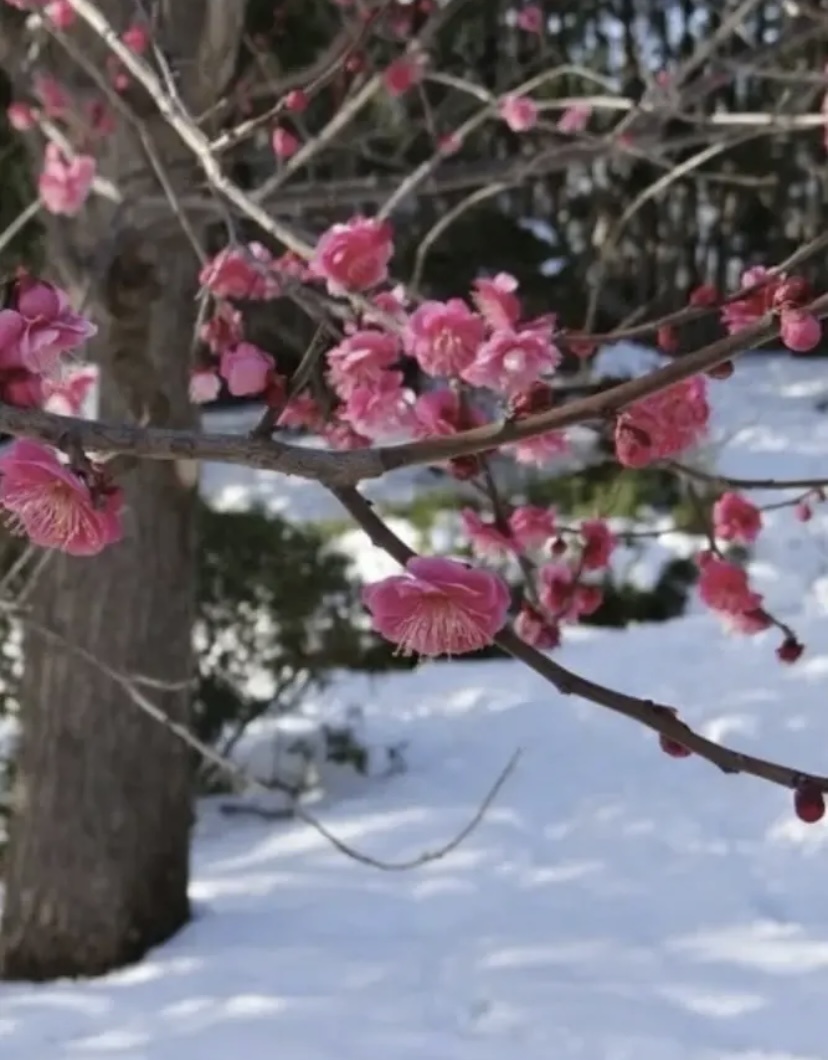 Фотография из открытых источников информации. 