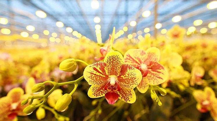    ВЛАДИМИР СМИРНОВ/ТАСС Российские орхидеи вытесняют импорт