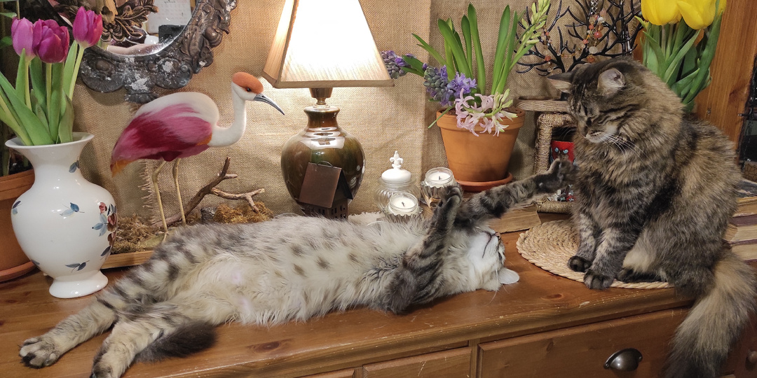 8 марта 2026 года. Первый ВЕСЕННИЙ ПРАЗДНИК!