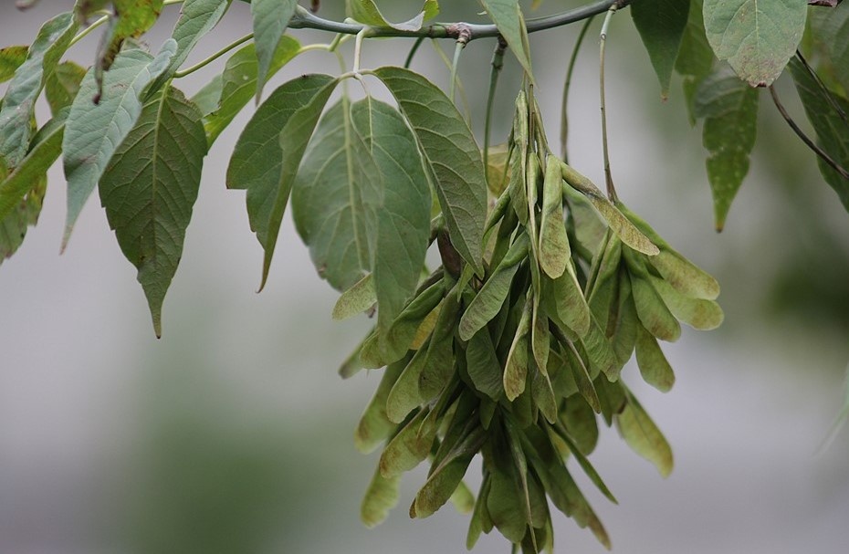    Листья совсем не похожи на канадский флаг Автор фото: Polinkalead/Shutterstock/FOTODOM