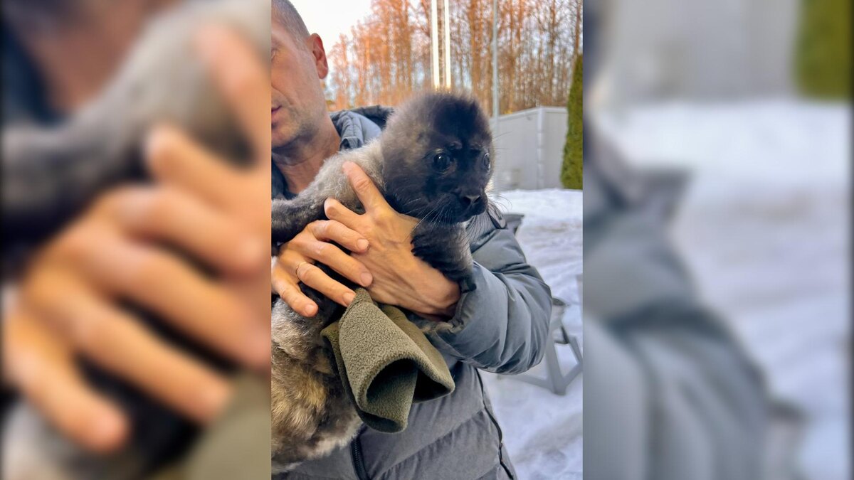    Фото: t.me/sealresque