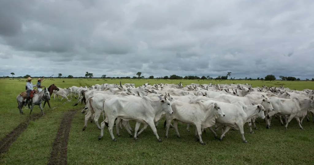 Поставки мяса из Бразилии выросли, а что же наша конкуренция.