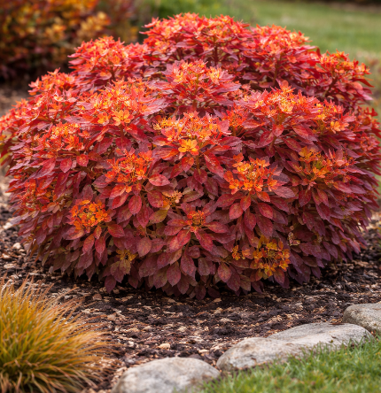 Молочай Bonfire осенью