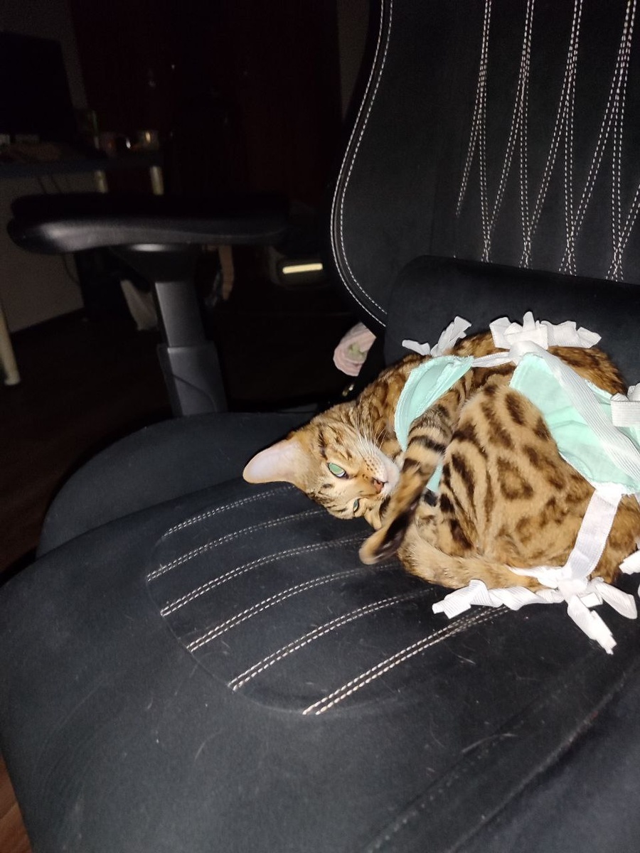 Миниатюрная страдалица Юки