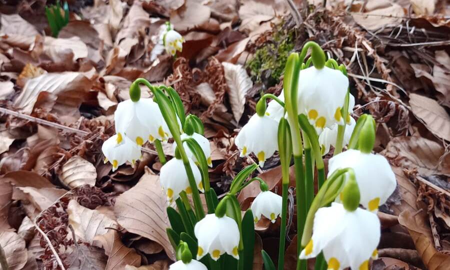 Весенняя перекличка
