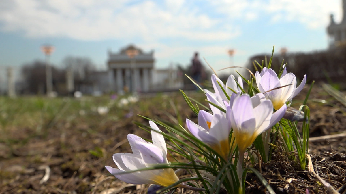    Москва весна первоцвет крокус