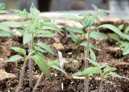 крепкая  рассада