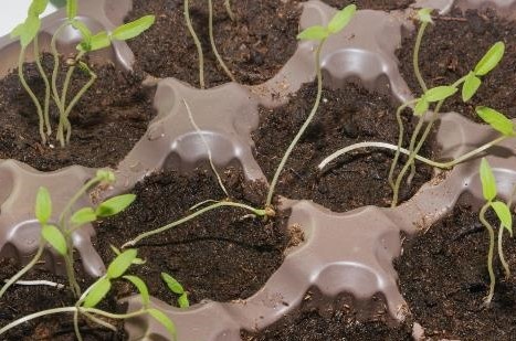 вытянувшаяся  рассада