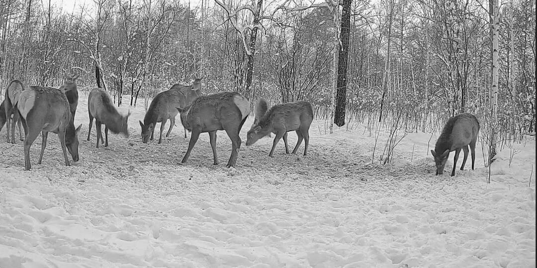 Стадо изюбрей за обедом сняла скрытая камера в Мазановском округе