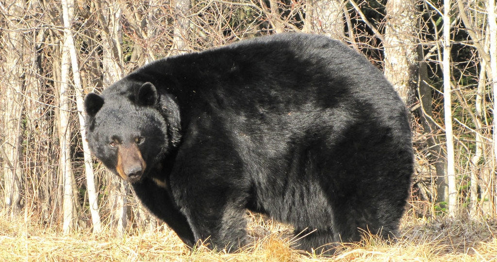 Барибал: Американский медведь. Чем он отличается от русского?