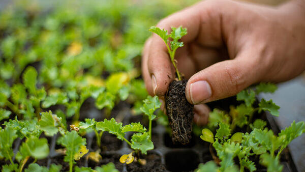 Рассаду нужно закалять, чтобы она дала ранний урожай