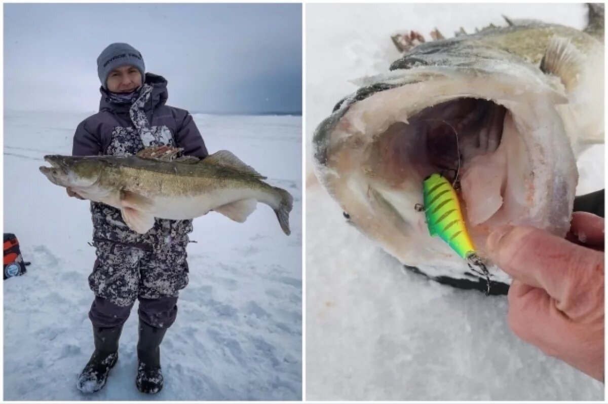    Новосибирский рыбак поймал огромного судака
