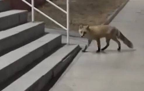    Источник фото: amur_mash