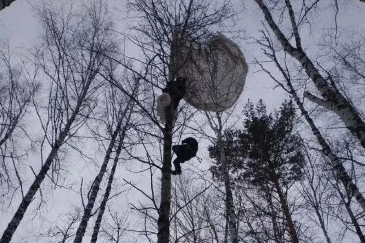    В Томске парашютист приземлился на дерево и застрял: спасатели сняли его