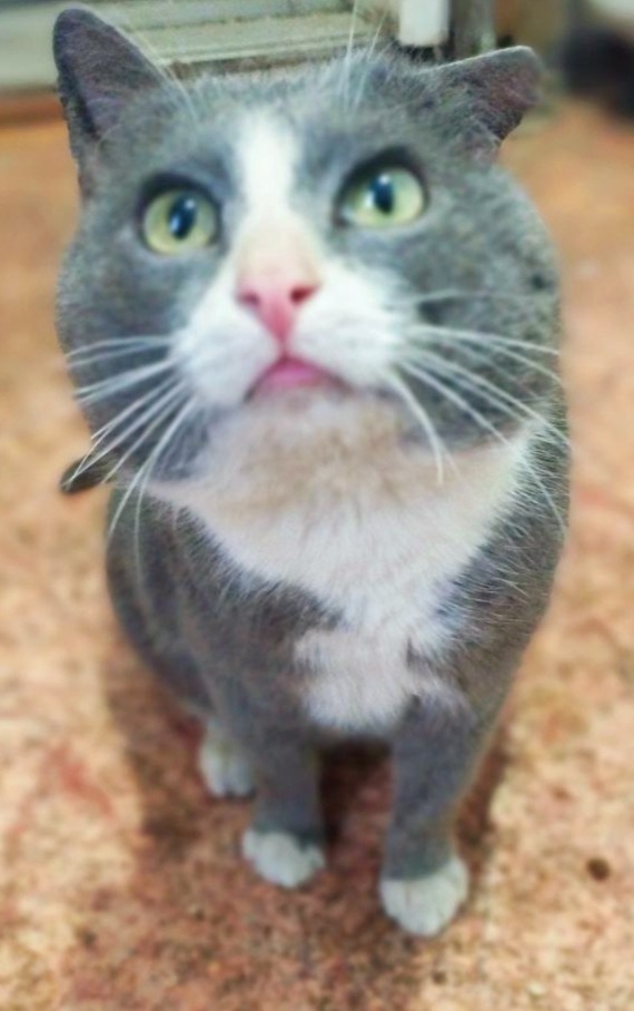 Феникс. Или просто Феник