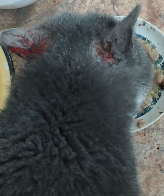 Уши Феникса.