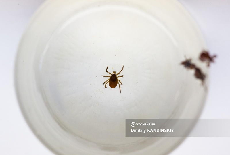 Томские санврачи ожидают рост численности клещей после снежной зимы