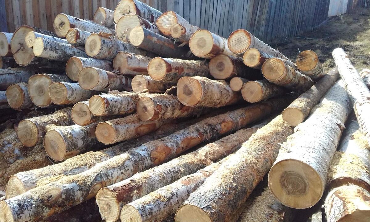 Берёза. Дровишки.