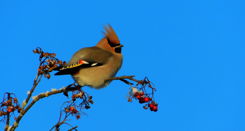   Автор: Вячеслав Вольгин