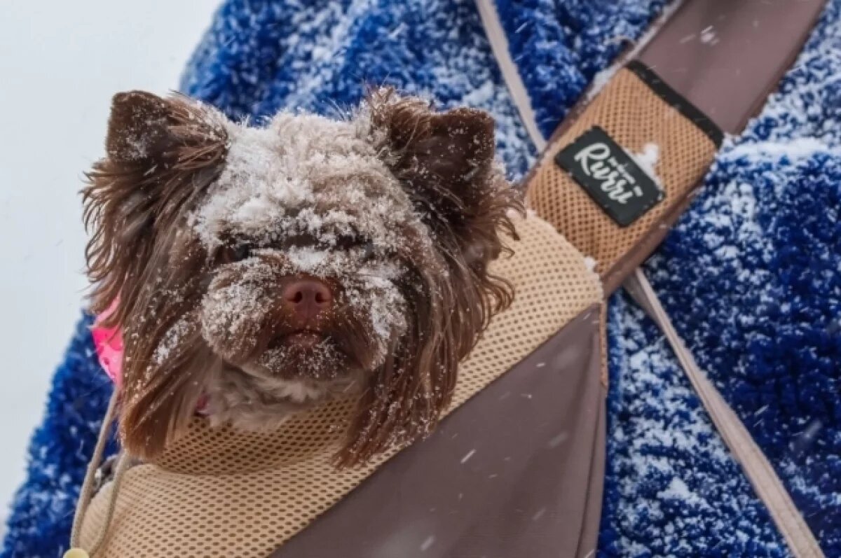    В Омскую область идут метель и морозы до -27 градусов