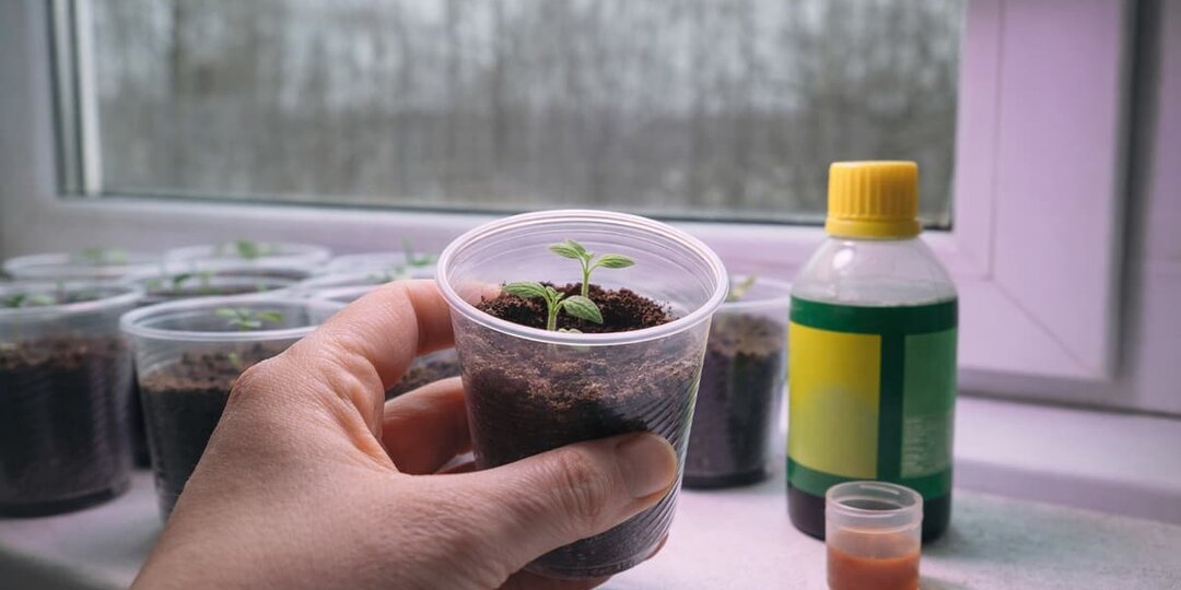 Через сколько дней после всходов кормить рассаду