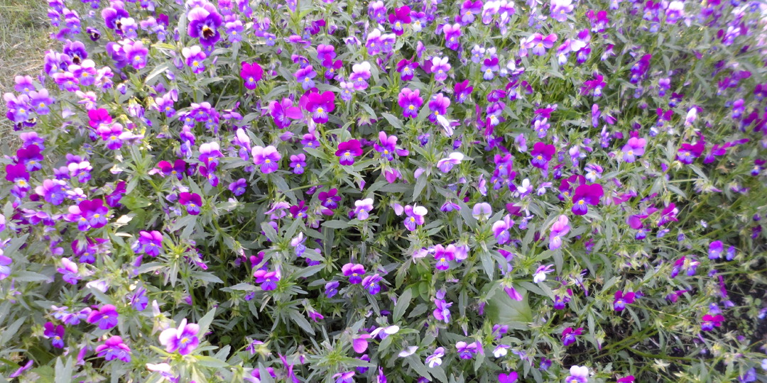 Итоги "конкурса" букетов