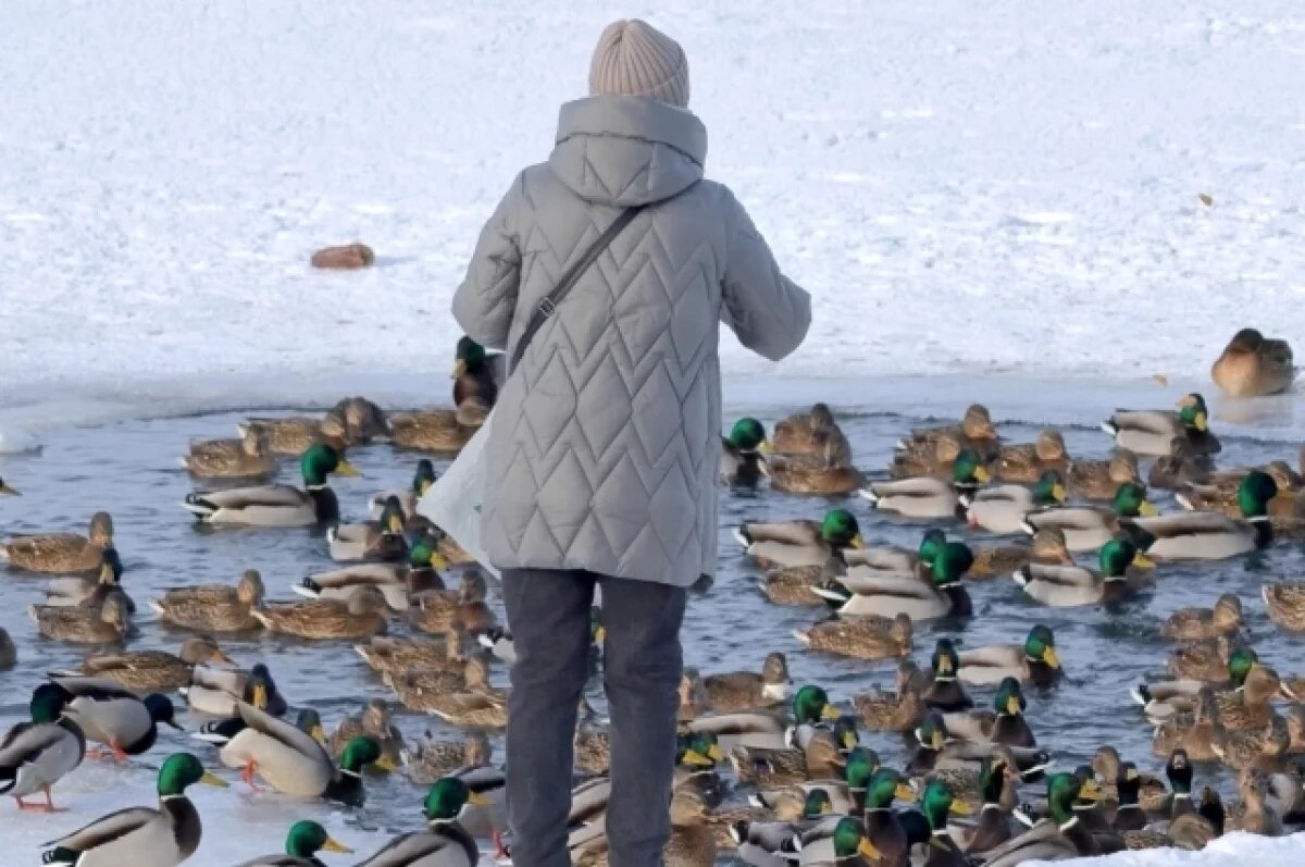    Пензенцам нравится кормить уток, которые остались зимовать.