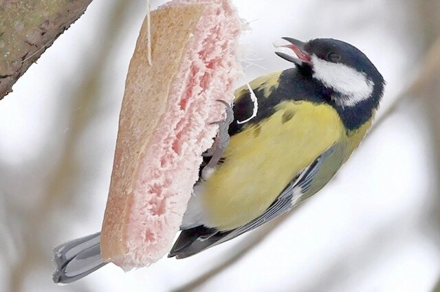    Большая синица. Фото: АиФ/ Виктор Швецов