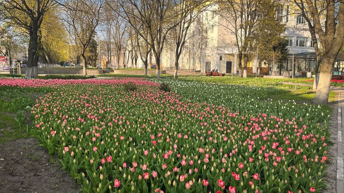    В Ростове и на юге области воздух прогреется до +15 градусов   1MI