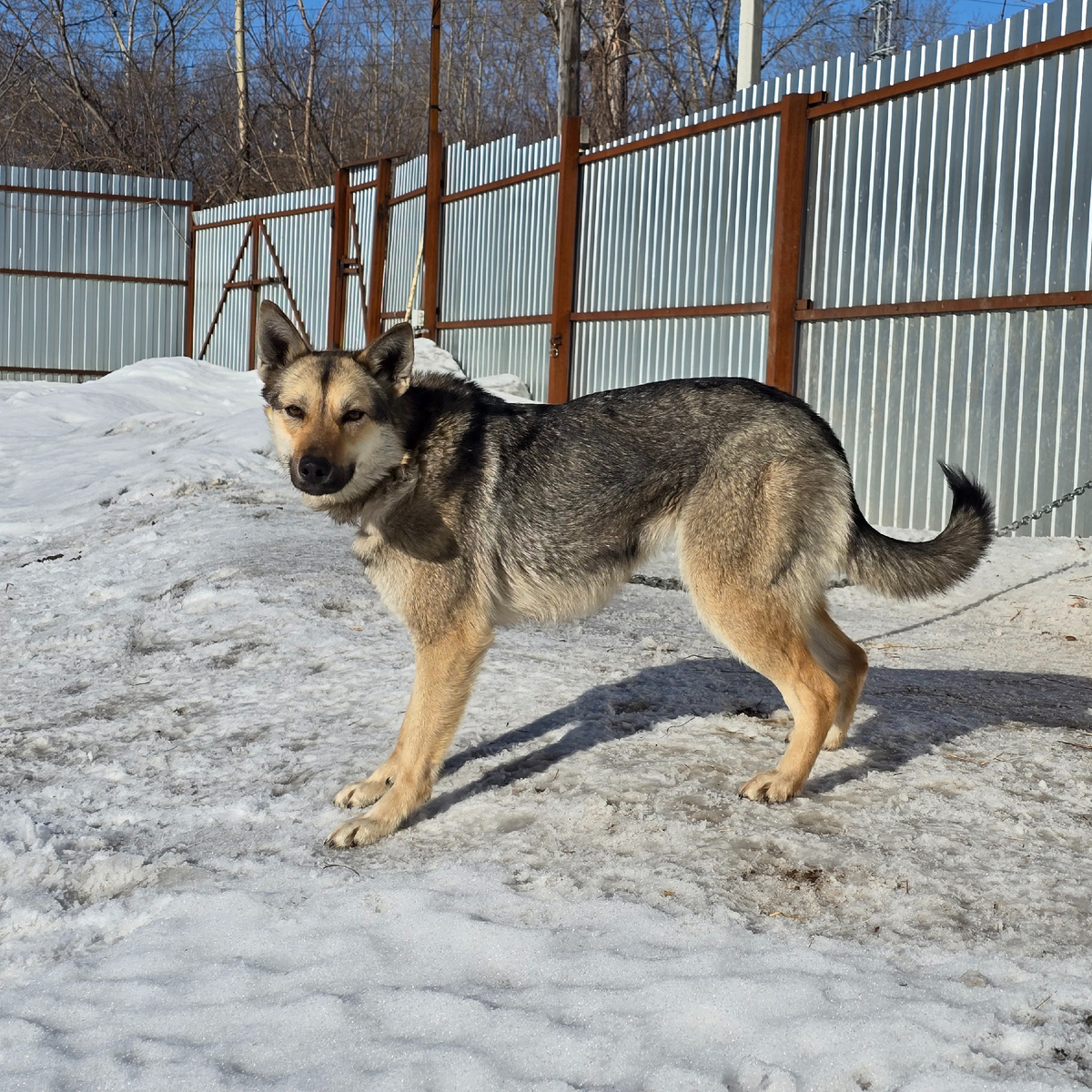 взгляд сквозь снег и холод