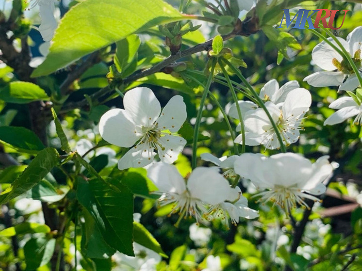     Фото: "МК в Калуге"