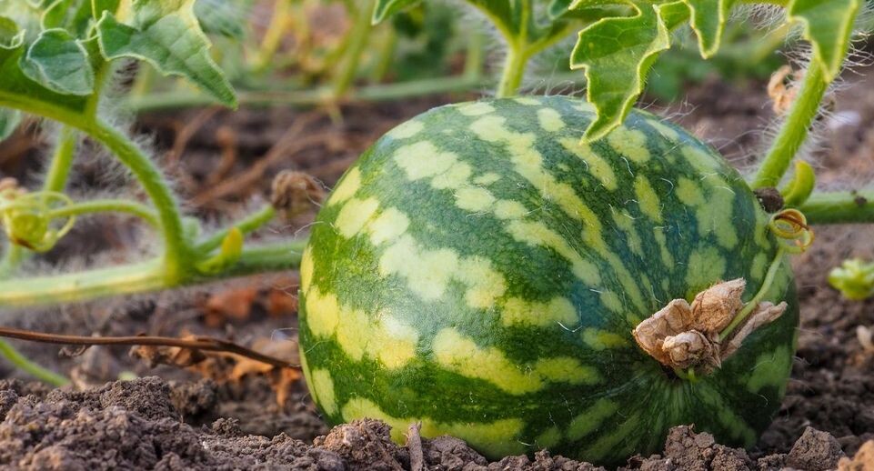    istockphoto.com/Eugene Nekrasov