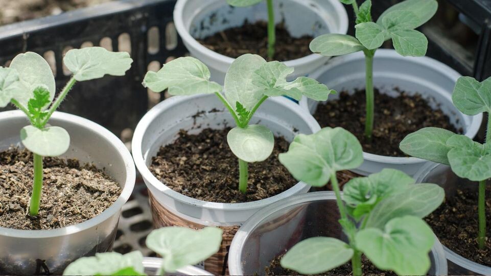    istockphoto.com/Oleksandr Shatyrov