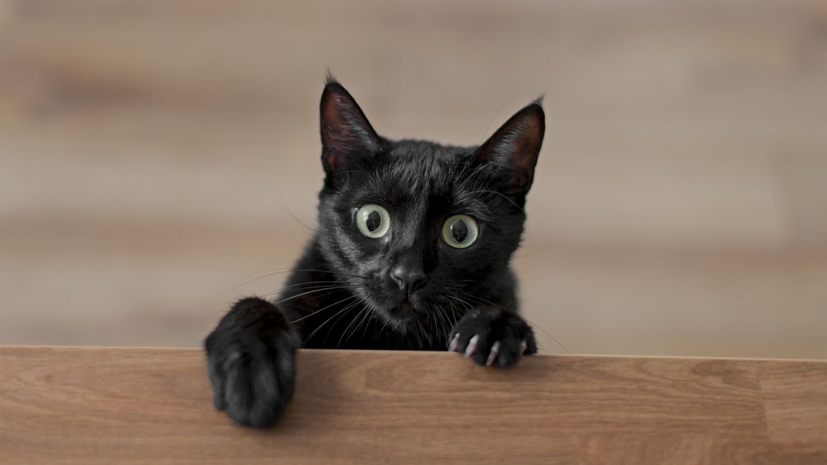    Подсобные помещения городской инфраструктуры могут таить неожиданные опасности для животных. Фото несет иллюстративный характер