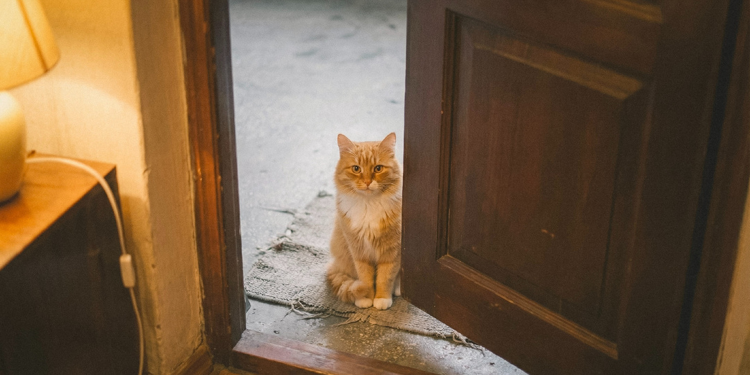Терпеть не могу кошек, а она всё равно приходит. Часть 2