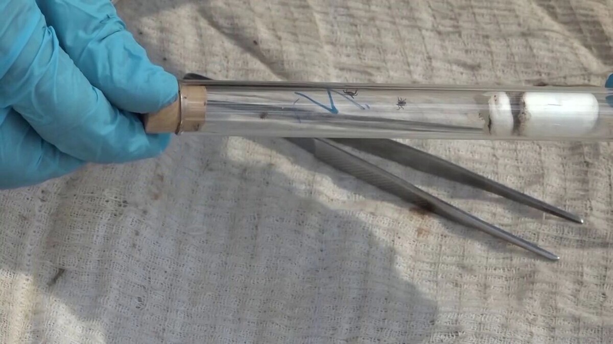    Уже зафиксированы первые укусы   atas.info