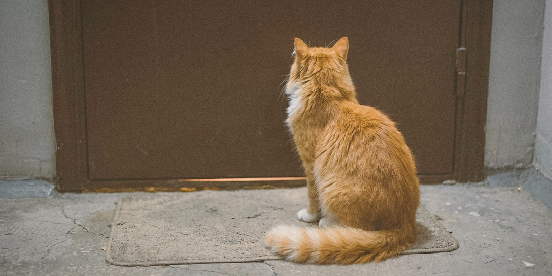 Терпеть не могу кошек, а она всё равно приходит. Часть 1