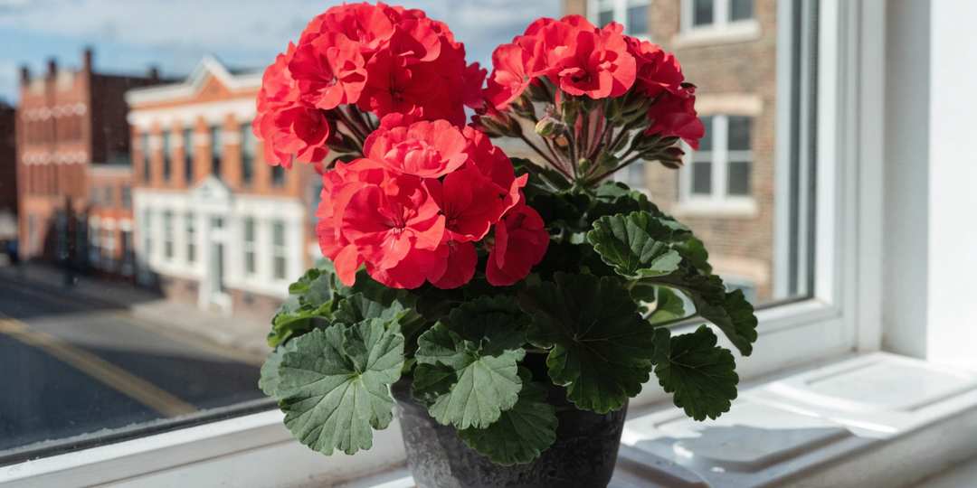 🌸 Уход за пеларгонией в марте: как разбудить растение после зимы и подготовить его к пышному цветению